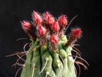 Thumbnail of 9999_Matucana madosoniorum_20140729-001.jpg